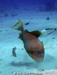 Triggerfish, (Pseudobalistes flavimarginatus) by Bea & Stef Primatesta 